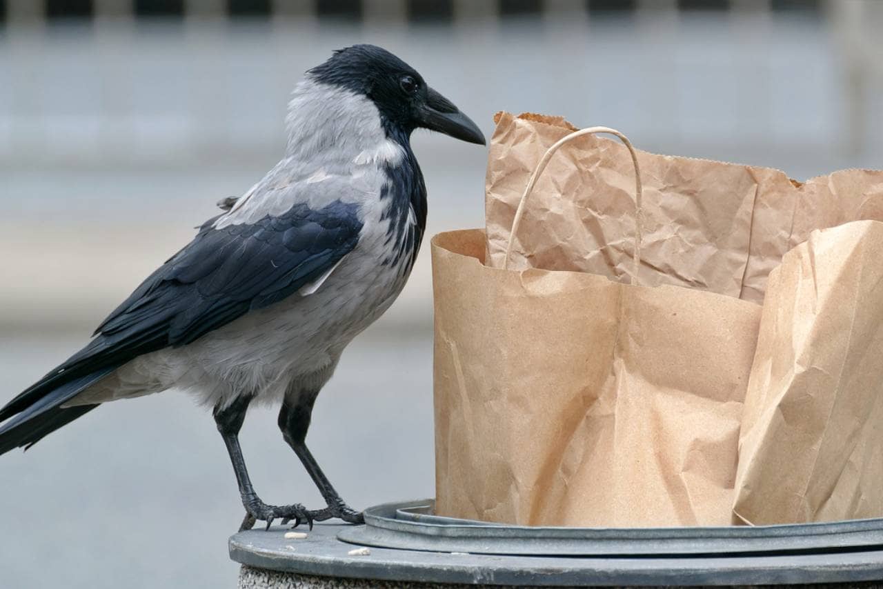 food-waste-management-solutions-the-ultimate-guide-to-eliminating-food-waste-1647963790-5989.png
