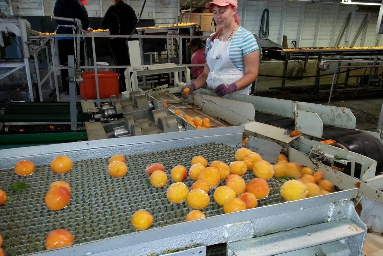 A glimpse of a food processing unit and good manufacturing practices