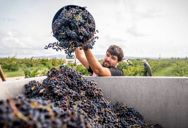 farmer grapes